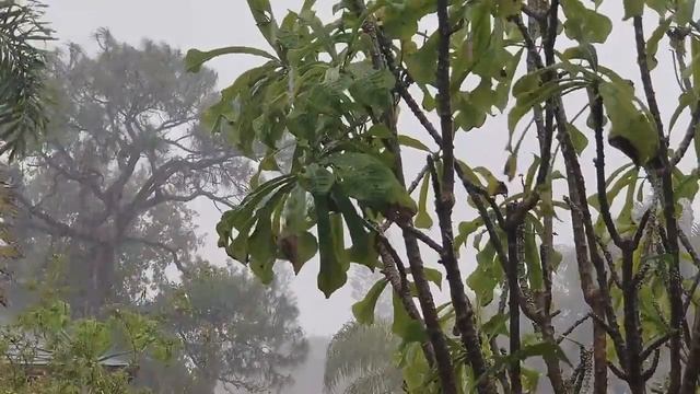 Rain Sounds For Sleeping 1 Hour No Thunder - Falling Asleep Instantly With Rain Sound - I'M RELAX! смотреть онлайн