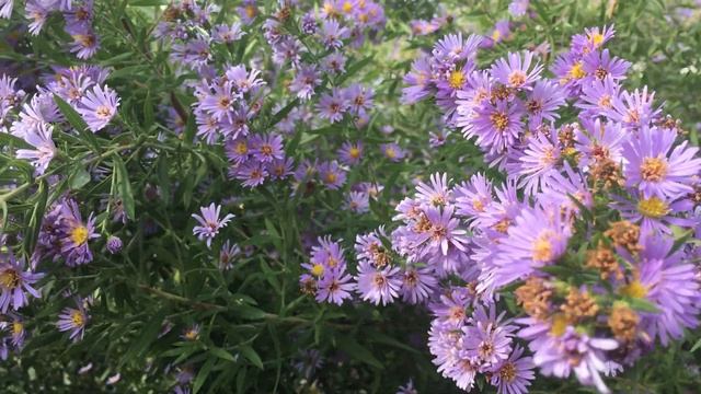 Syrphid Flies And Other Pollinators On Symphyotrichum Novae-angliae (New England Aster)