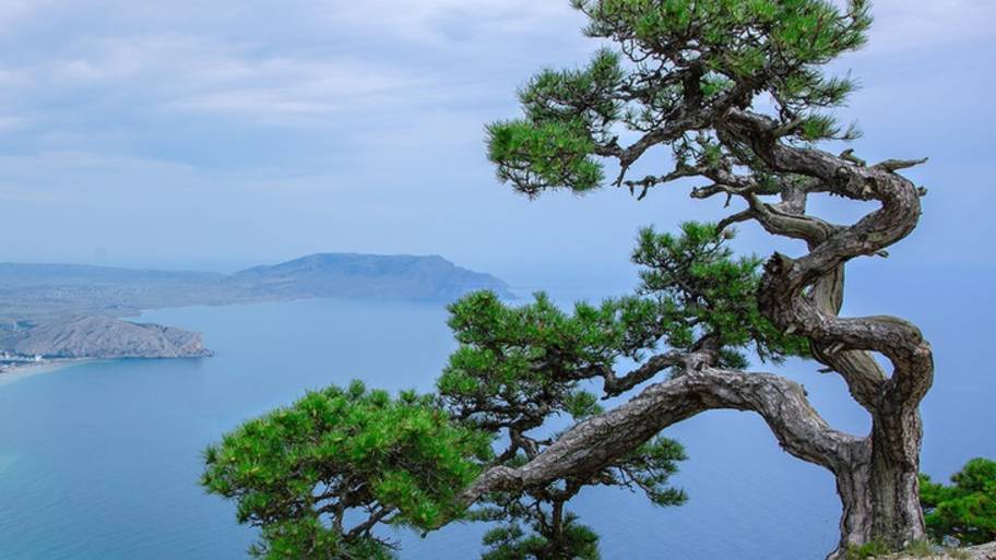 Сосная Крымская