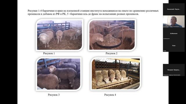 Применение современных добавок в выращивании молодняка овец смотреть онлайн