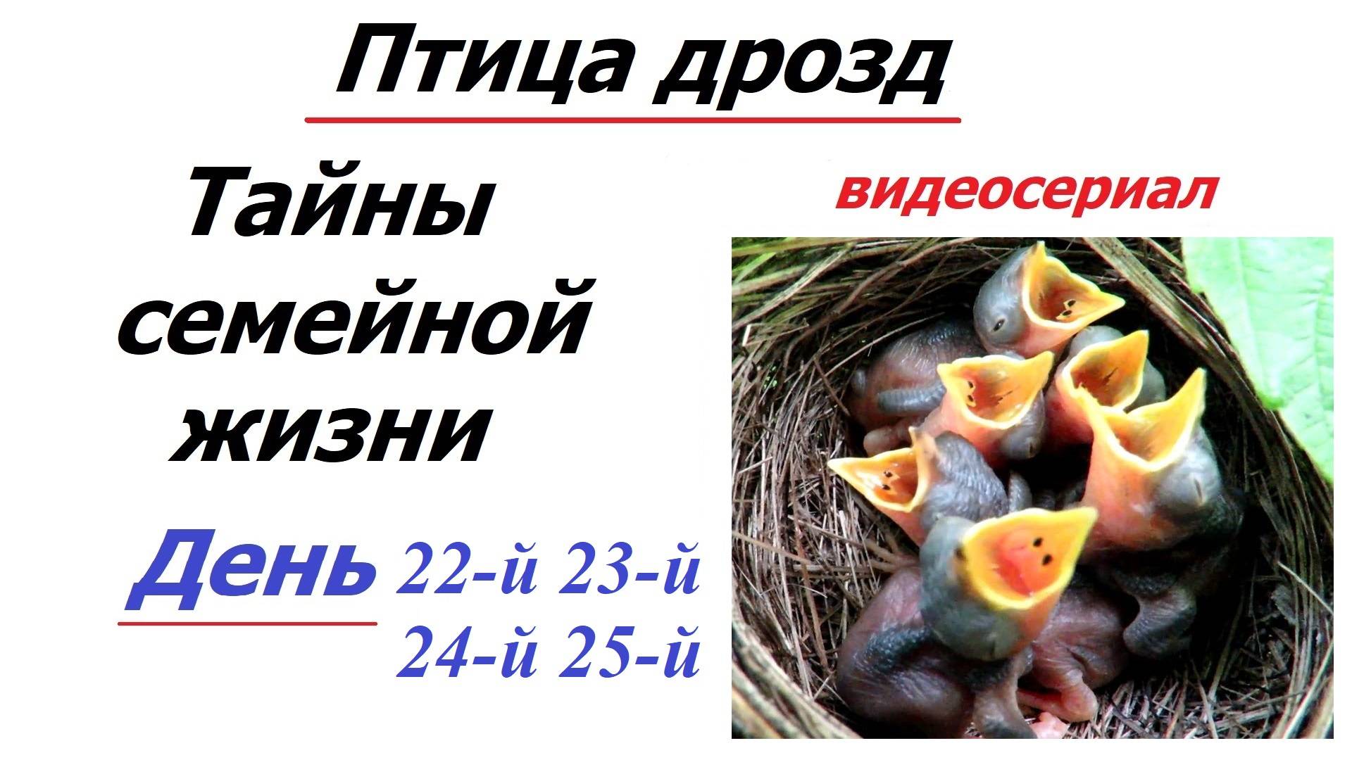 История одной птичьей семьи. Дни 22-й, 23-й, 24-й, 25-й. Сериал смотреть онлайн