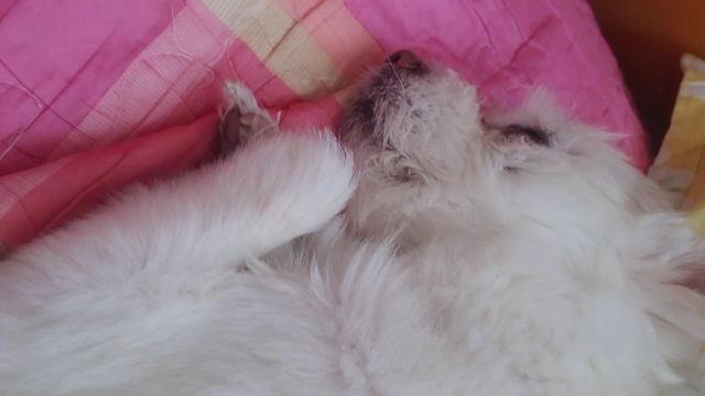 동생 자는 거 도촬함on hidden camera sister смотреть онлайн