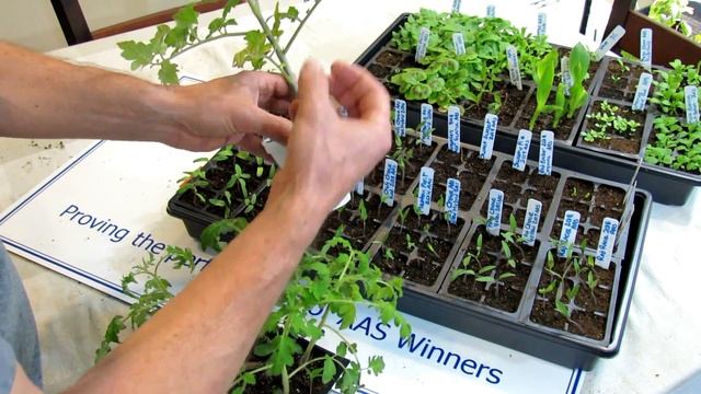AAS Quick Gardening Tips - Starting Tomatoes: Types, When to Start Them, Fertilizing & Watering смотреть онлайн