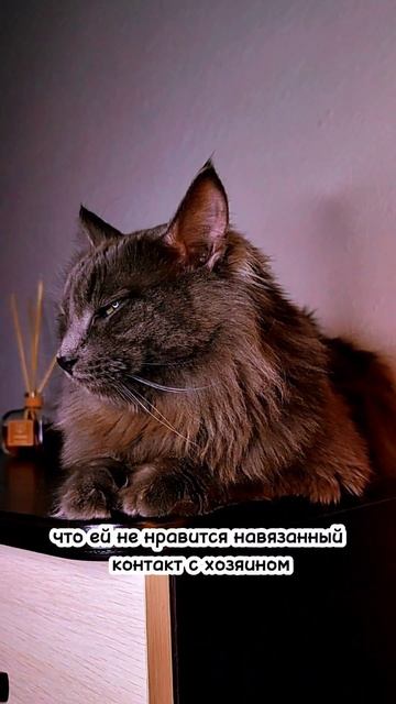 ПОЧЕМУ КОШКИ БОЯТСЯ ВОДЫ? #cats #котики #боязнь смотреть онлайн