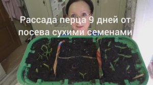 Хроника в городе. Начало марта 2025 года. Блины с селёдкой. Сею лобелию и нимезию.