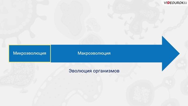 32. Образование видов ― микроэволюция. Макроэволюция смотреть онлайн