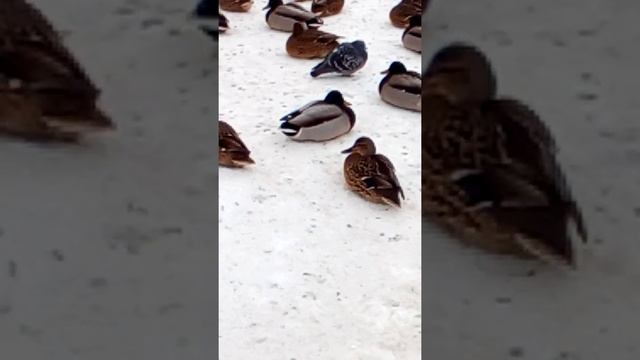 O'rdaklar shaharda ryzanda. смотреть онлайн