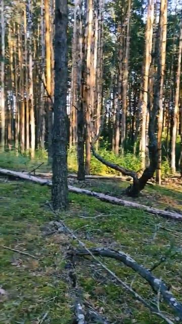 #лес #сбор дров #хворост #прокат #покатушки #хорошо провести время