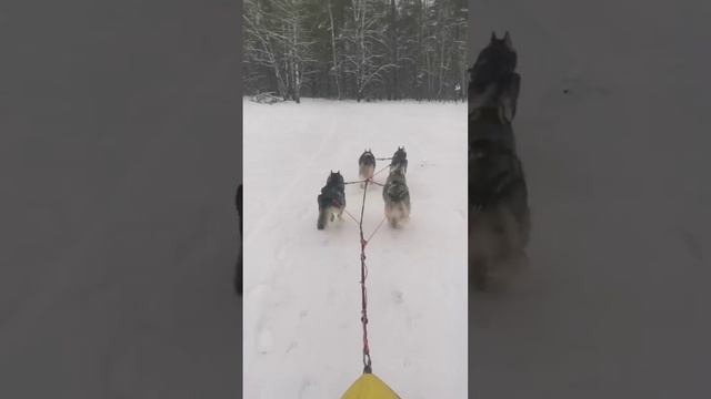 Хаски Кира. Первая тренировка в упряжке. смотреть онлайн