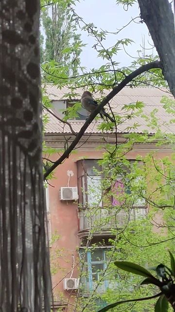 Замечена сорока! смотреть онлайн