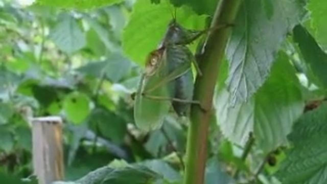 Singing cricket. Tettigonia cantans. смотреть онлайн