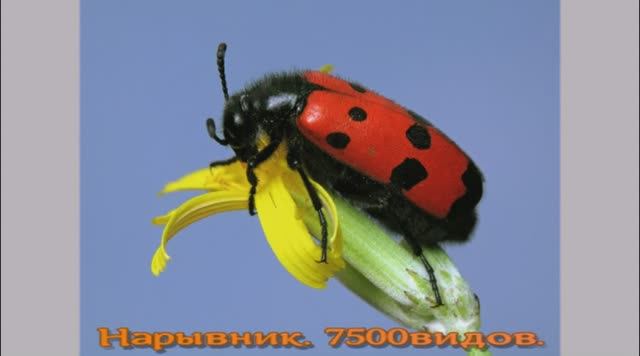 Жуки. смотреть онлайн