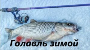 КАК ЛОВИТЬ ГОЛАВЛЯ ЗИМОЙ? НАЖИВКИ И МЕСТА ДЛЯ ЛОВЛИ ГОЛАВЛЯ ЗИМОЙ. СНАСТИ ДЛЯ ГОЛАВЛЯ ЗИМОЙ