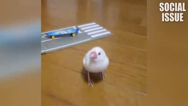 Попугаи смотреть онлайн