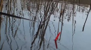 рыбалка на карпа на  ПОПЛАВОЧНУЮ УДОЧКУ весной2024. ЛОВЛЯ КАРПА КАРАСЯ ВЕСНОЙ НА ПОПЛАВОЧНУЮ УДОЧКУ