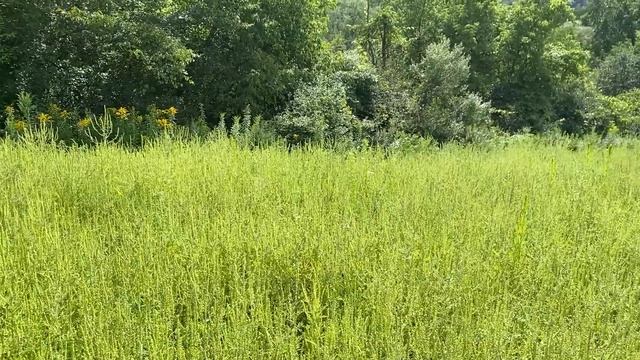 Produce Great Deer Forage and Cover Without a Food Plot смотреть онлайн