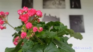 #пеларгония Ю Анна Каренина