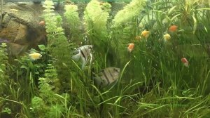 Спокойная музыка природа аквариум - 3ч