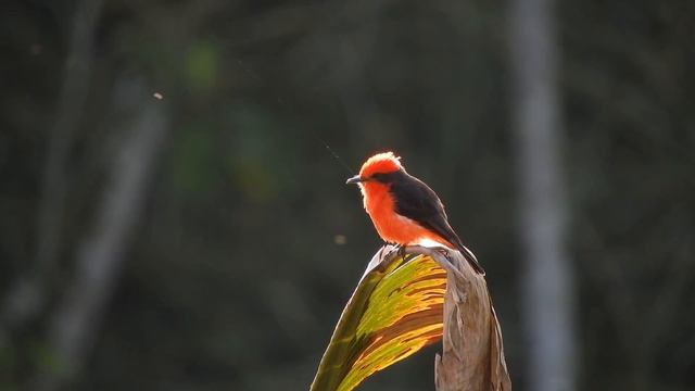 One Hour Relaxing BirdsongㅣSinging bird смотреть онлайн