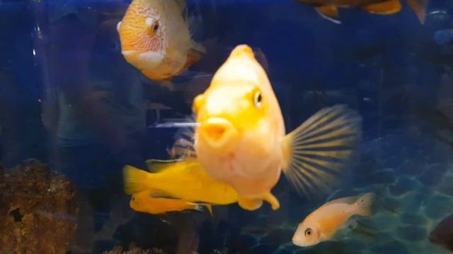 Разные рыбки.