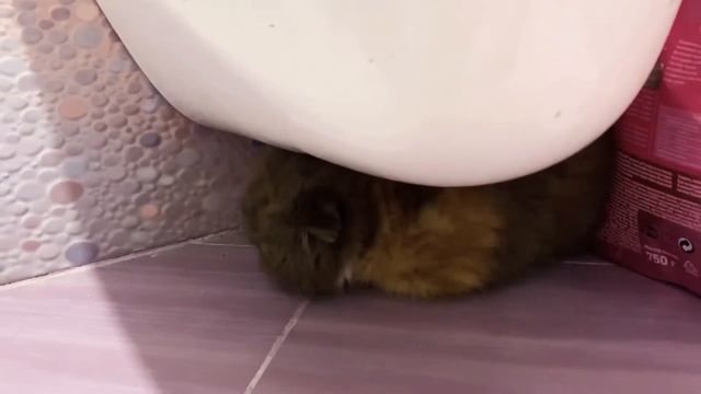 У меня появилось чудо виде Бусинки😻 смотреть онлайн