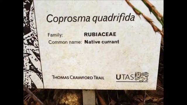 Coprosma Quadrifida смотреть онлайн