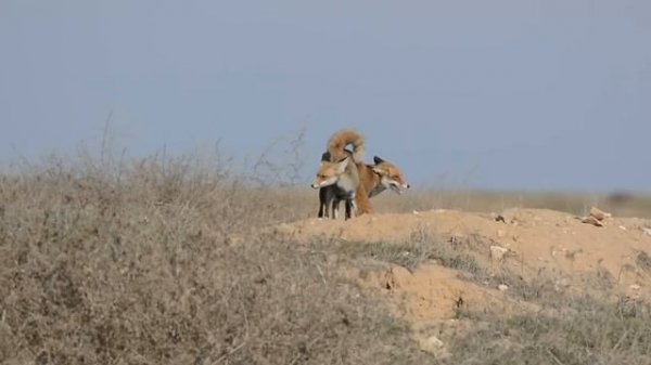 Foxes mating