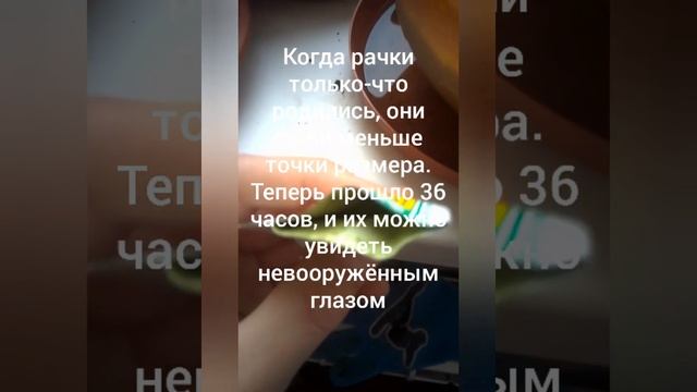 Выращиваю рачков вида "Artemia Salina" в реальности и в Локикрафте. Где легче? смотреть онлайн