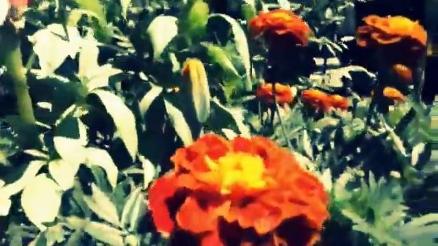 Blog (Утро с природой) смотреть онлайн