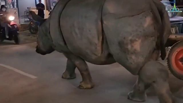 Rhinoceros came across City 🦏 Public Reaction😃📸 смотреть онлайн