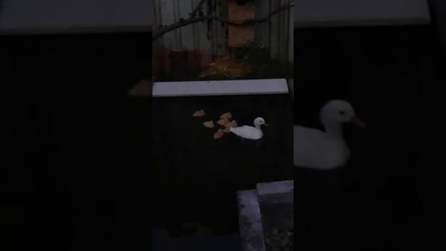 малки патета мандаринки смотреть онлайн