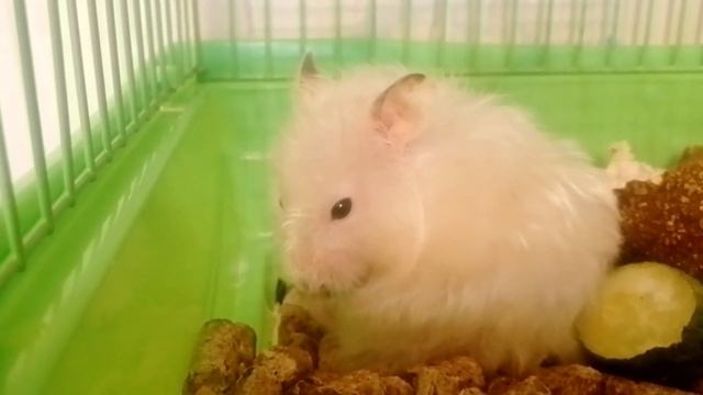 ПОЧЕСЫВАНИЯ КРУГЛОГО ШАРИКА..............))))))))))))))))))))))))))))))))))))))))))))) смотреть онлайн