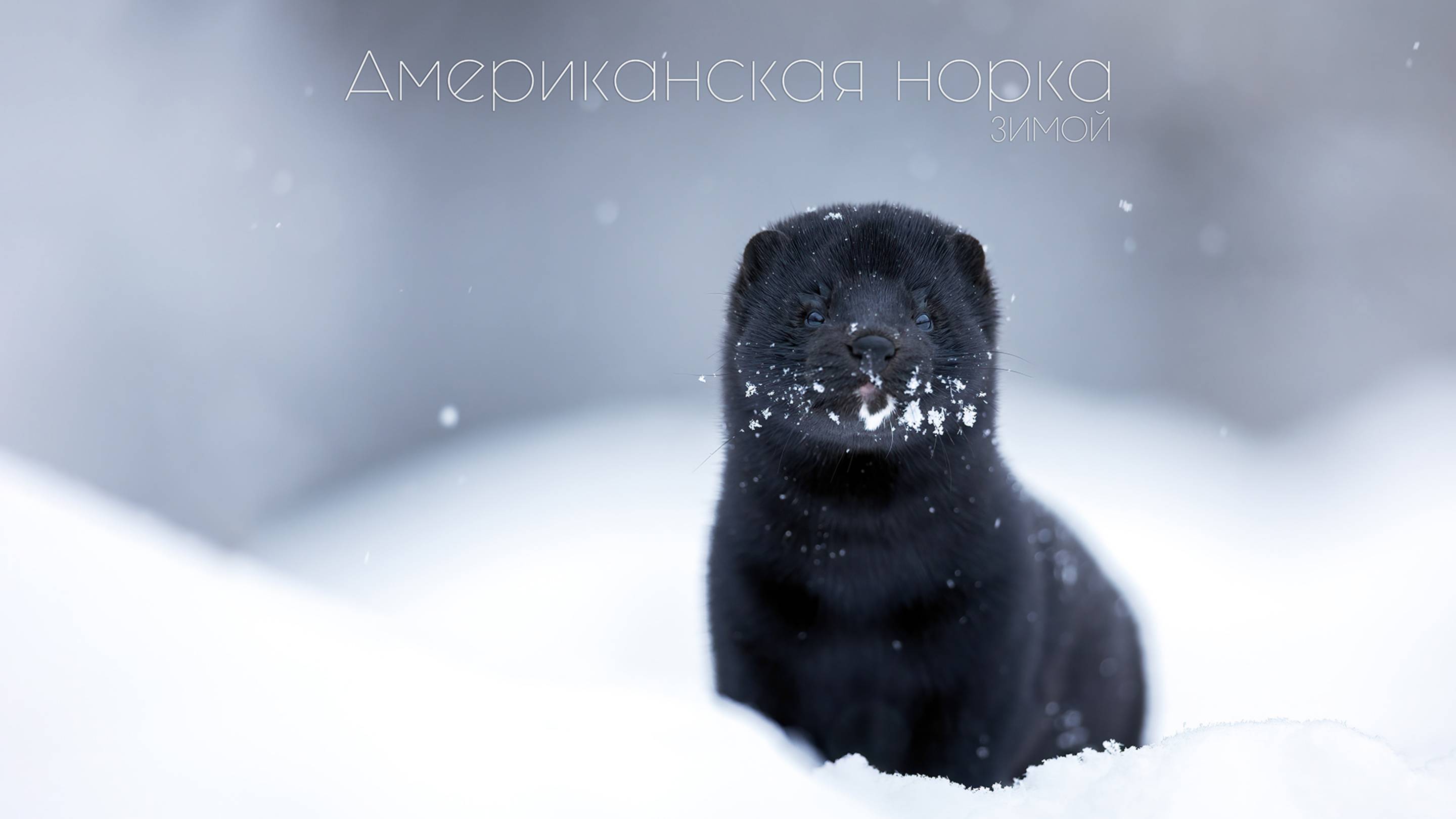 Американская норка зимой // Дикая природа 4K смотреть онлайн