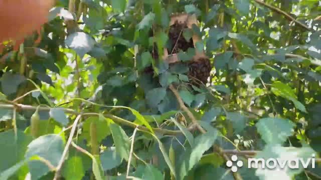 Небольшой РОЙ поселился в кормушке для птиц 19.06.23 #рой #роеловство #пчелы #пчеловод #пасека смотреть онлайн