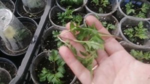 Биденс или декоративная череда. Всё просто, но...! Черенкование и формирование.