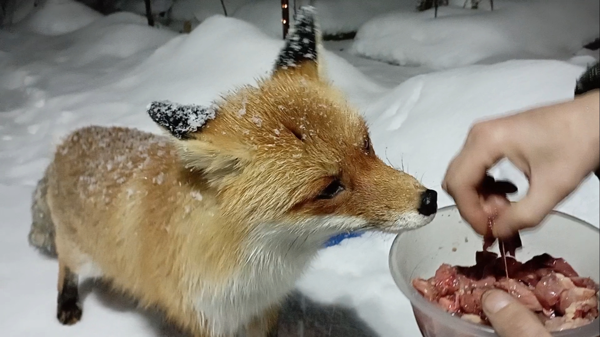 (970) Лиса приходит в гости. Март 2025 смотреть онлайн