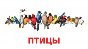 УЧИМ ПТИЦЫ для детей - развивающие мультики, обучающее познавательное видео для малышей на русском.