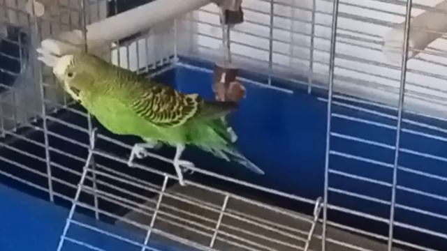 Волнистый попугай звонко чирикает. Звуки пения (чириканья) волнистого попугая смотреть онлайн