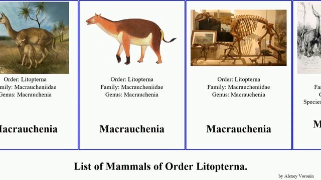 List of Mammals of Order Litopterna. macrauchenia Diadiaphorus Thoatherium Cramauchenia Life Jesse смотреть онлайн