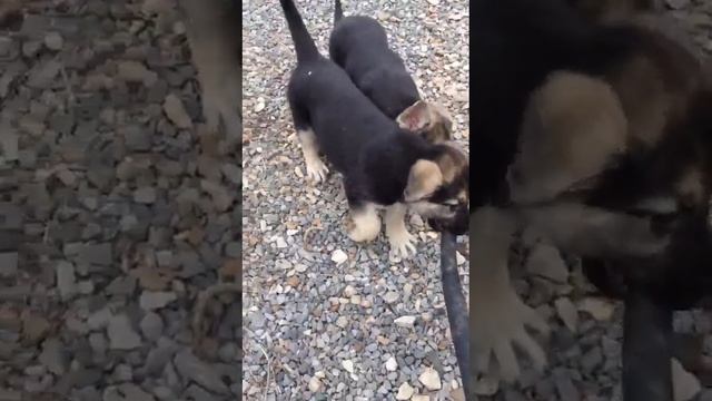 Девченки на прогулке смотреть онлайн