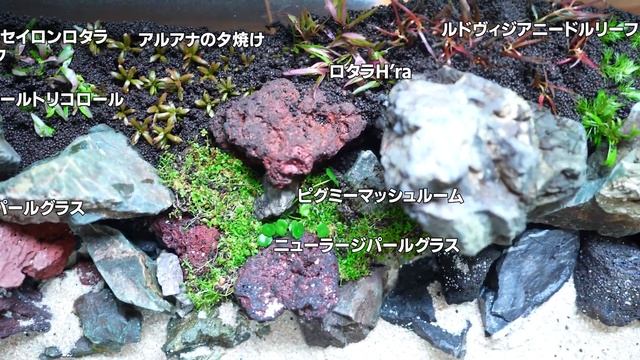 アクアリウム 90㎝水槽立ち上げ 植栽編 | 岩組レイアウト 水草水槽 | 立ち上げ方 | レイアウト смотреть онлайн