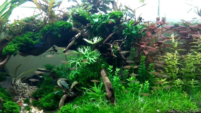 Nature Aquarium, Boraras urophthalmoides. смотреть онлайн