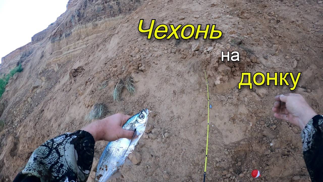 Крупная чехонь на гирлянду. Рыбалка летом на Ахтубе смотреть онлайн