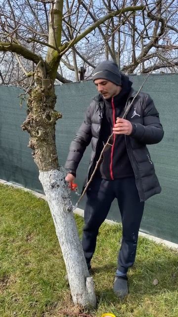 Перепрививка старой груши весной смотреть онлайн