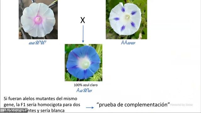Seminario de Ecología смотреть онлайн