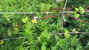 Завораживающие видео о винограде сорта Лидия