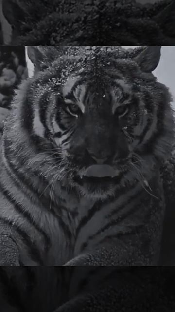 CHoRsU 🐊 #yo'lbars. #dunyoyangiliklari #hayvonlar смотреть онлайн