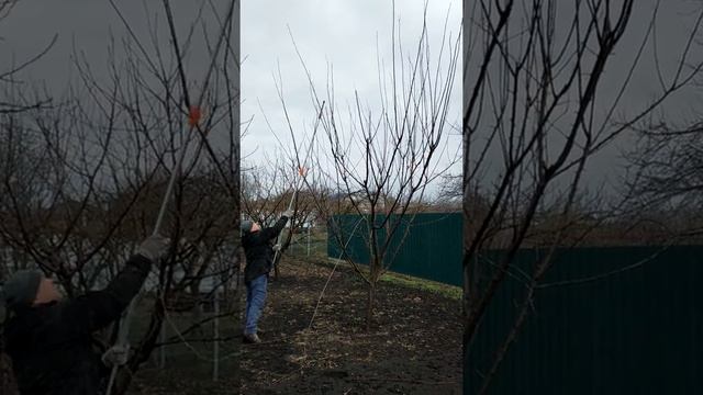 обрезка сливы смотреть онлайн