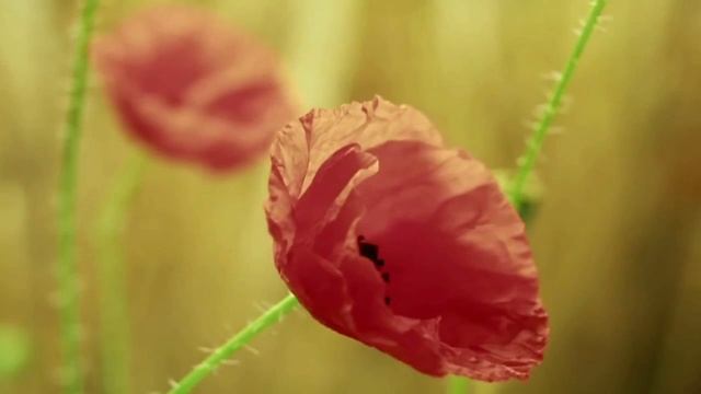 Parallel World II (part VIII) "Магия природы" смотреть онлайн