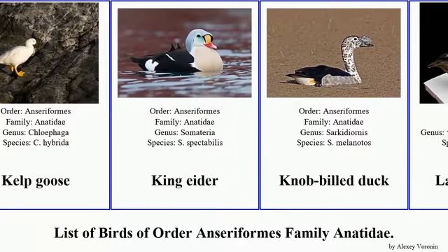 Birds of Order Anseriformes Family Anatidae Goose Shelduck Pochard Scoter Merganser смотреть онлайн